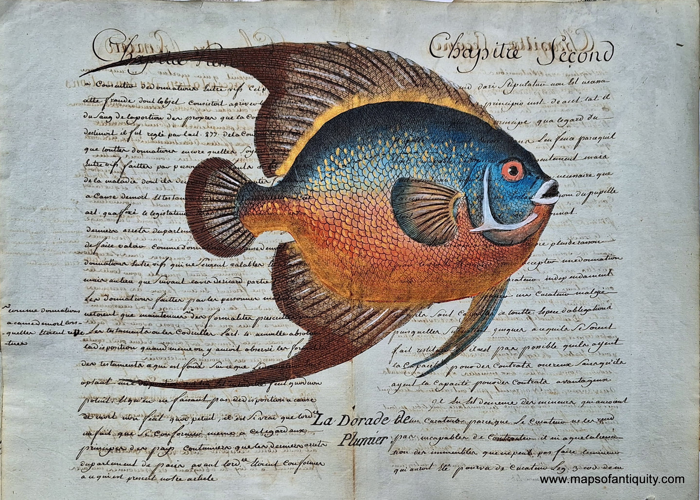 Specialty-Reproduction-Fish-red-blue-gold-La-Dorade-de-Plumier-(Reproduction-on-Antique-Paper)--Digitally-Engraved-Specialty-Reproduction---Reproduction-Maps-Of-Antiquity