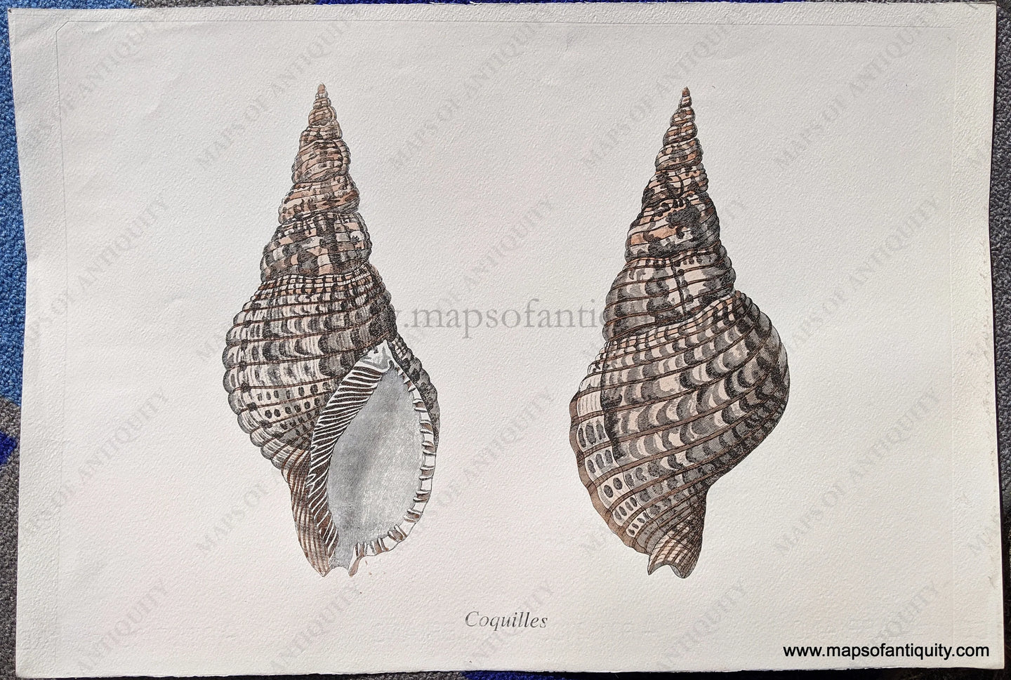 Digitally-Engraved-Specialty-Reproduction-Coquilles-(Reproduction)-Reproductions---Reproduction-Maps-Of-Antiquity