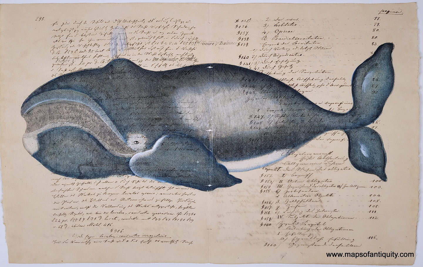 A charming whale reproduction printed on real antique paper. Whale is colored in blue and white. His grin reveals baleen.