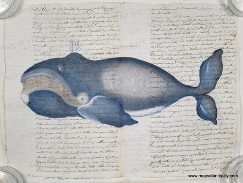 A charming whale reproduction printed on real antique paper. Whale is colored in blue and white. His grin reveals baleen.