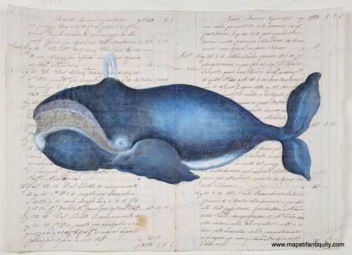 A charming whale reproduction printed on real antique paper with beautiful cursive script handwriting in  Italian in ink. Whale is colored in blue and white. His grin reveals baleen.