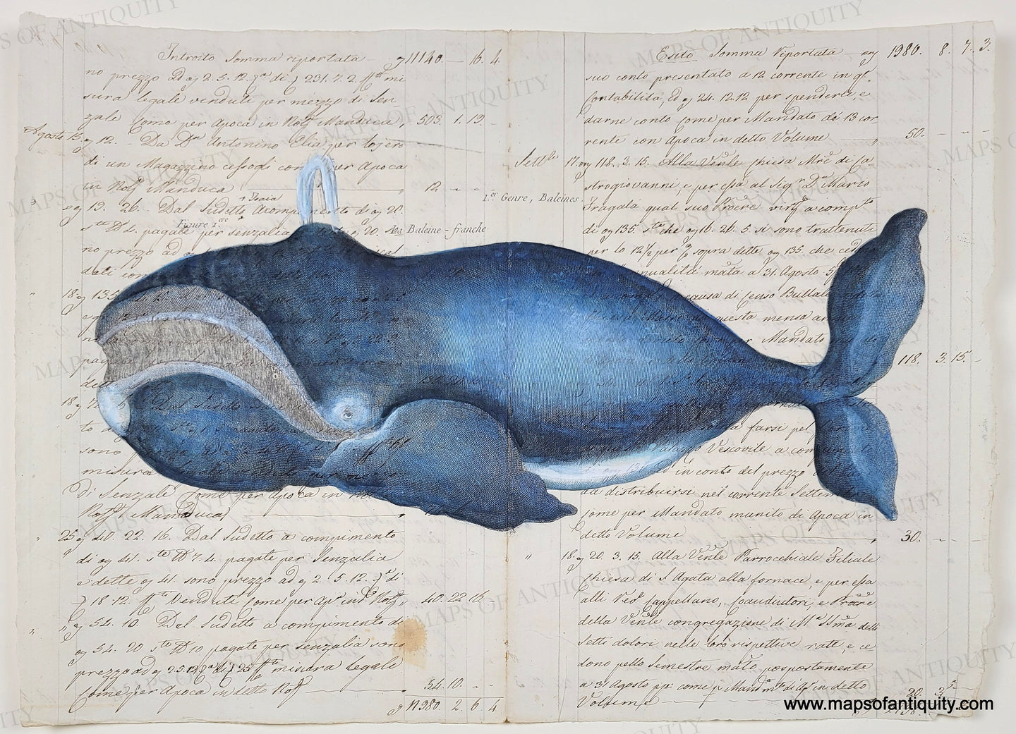 A charming whale reproduction printed on real antique paper with beautiful cursive script handwriting in  Italian in ink. Whale is colored in blue and white. His grin reveals baleen.