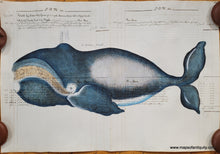 Load image into Gallery viewer, Reproduction-Antique-Print-Prints-Ledger-Notebook-Paper-Maps-Antiquity-Whales-Whaling-Whale-North-Atlantic-Right-Whale-Bowhead-Whale
