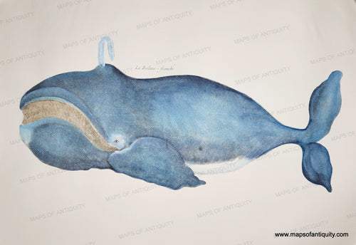 Reproduction of an antique image of a bowhead whale in handsome blue color showing baleen in tan/gold. Reproduction-Antique-Print-Prints-Maps-Antiquity-Whales-Whaling-Whale-North-Atlantic-Right-Whale-Bowhead-Whale