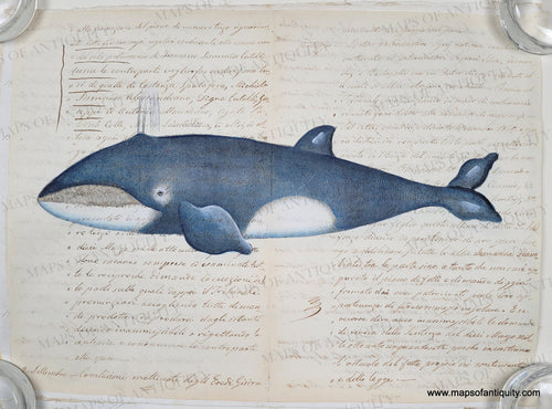 Print of a whale with blue and white coloring printed on antique paper with delicate penmanship in ink. Digitally-Engraved-Specialty-Reproduction-Reproductions-Antique-Natural-History-Print-Prints-Whale-Baleen-Whales-Maps-of-Antiquity