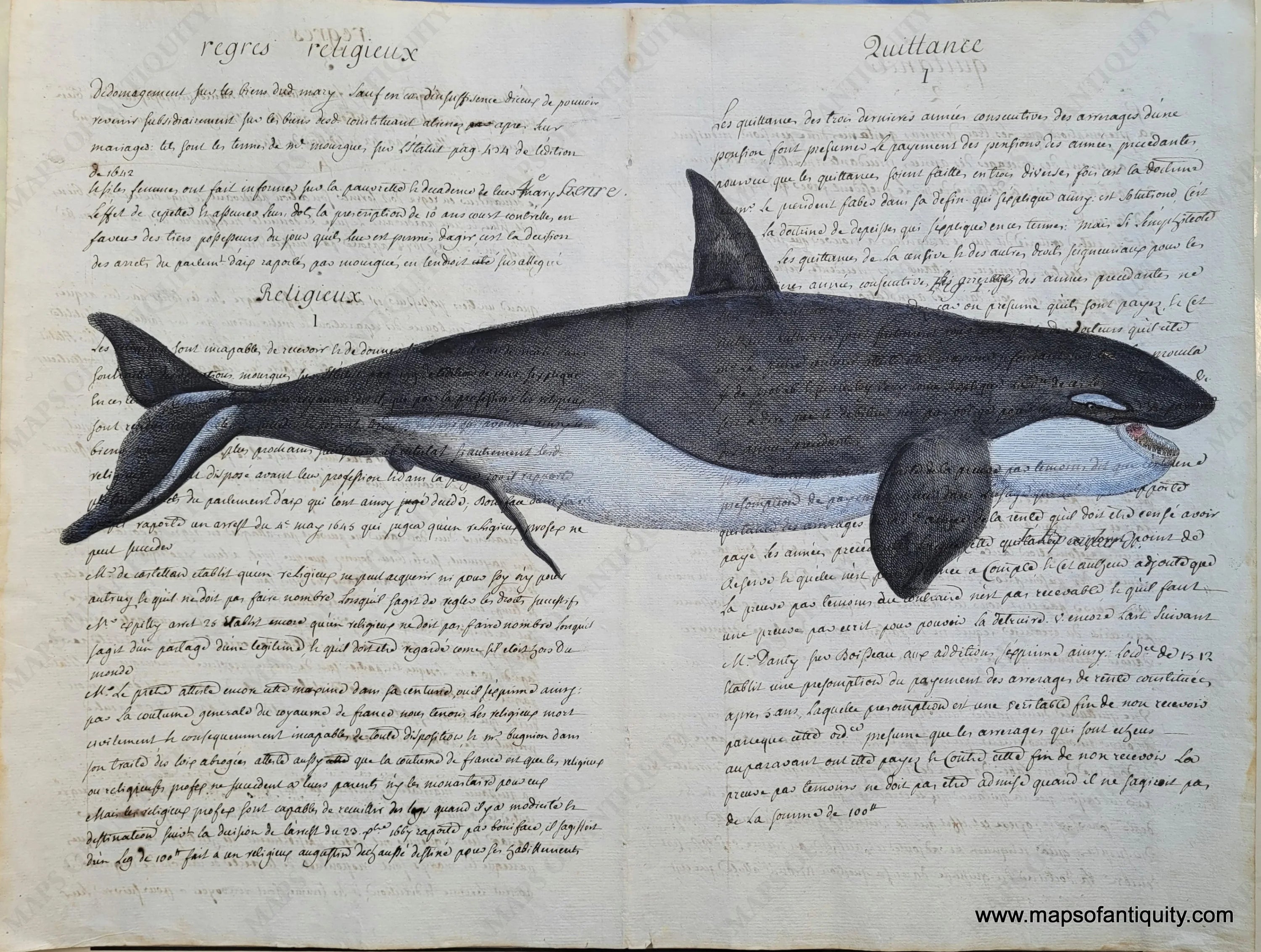 Orca Whale - Reproduction on Antique Paper – Maps of Antiquity