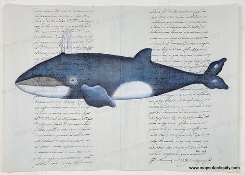A charming whale reproduction printed on real antique paper with beautiful cursive script handwriting in ink. Whale is colored in blue and white. His grin reveals baleen.