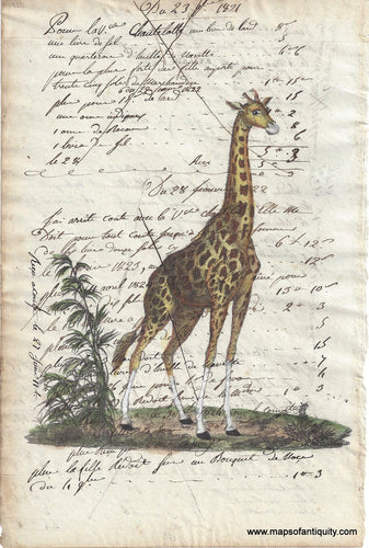 Page of antique paper with beautiful handwriting in brown ink in Italian from the 1820s with an antique image of a giraffe printed on top with a printing press and hand-colored. The giraffe is standing facing to the right of the viewer and there is some vegetation on the ground.