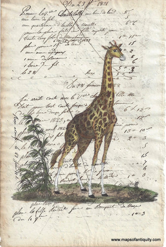 Page of antique paper with beautiful handwriting in brown ink in Italian from the 1820s with an antique image of a giraffe printed on top with a printing press and hand-colored. The giraffe is standing facing to the right of the viewer and there is some vegetation on the ground.