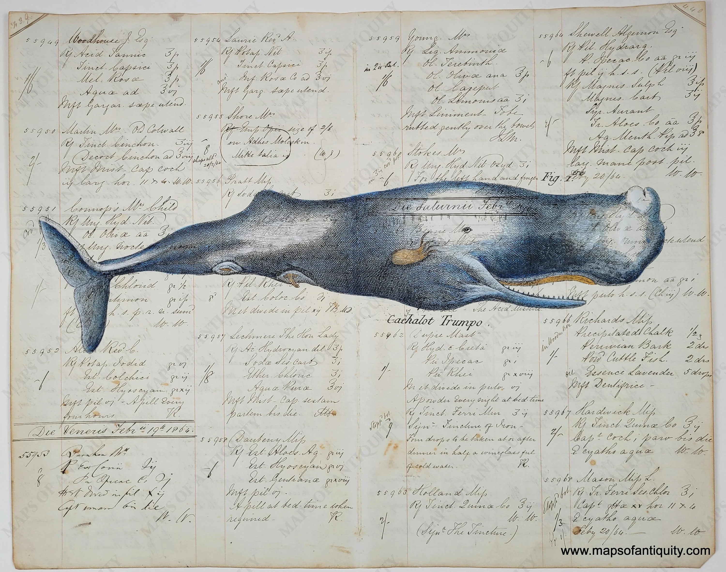 Sperm Whale - Reproduction on Antique Paper – Maps of Antiquity