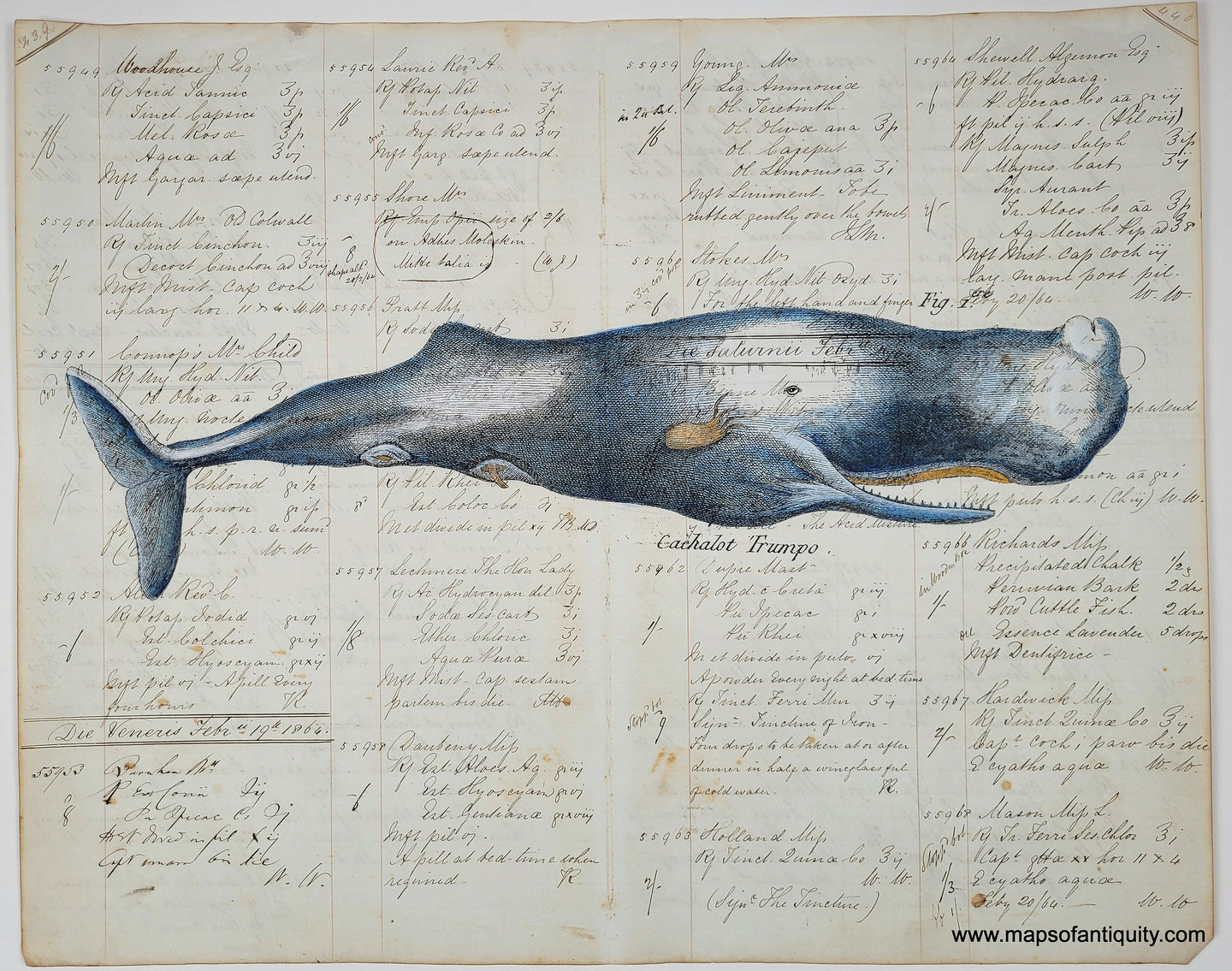 A charming sperm whale reproduction printed on real antique paper. Whale is colored in blue and white with some small gold accents. His grin reveals sharp teeth.