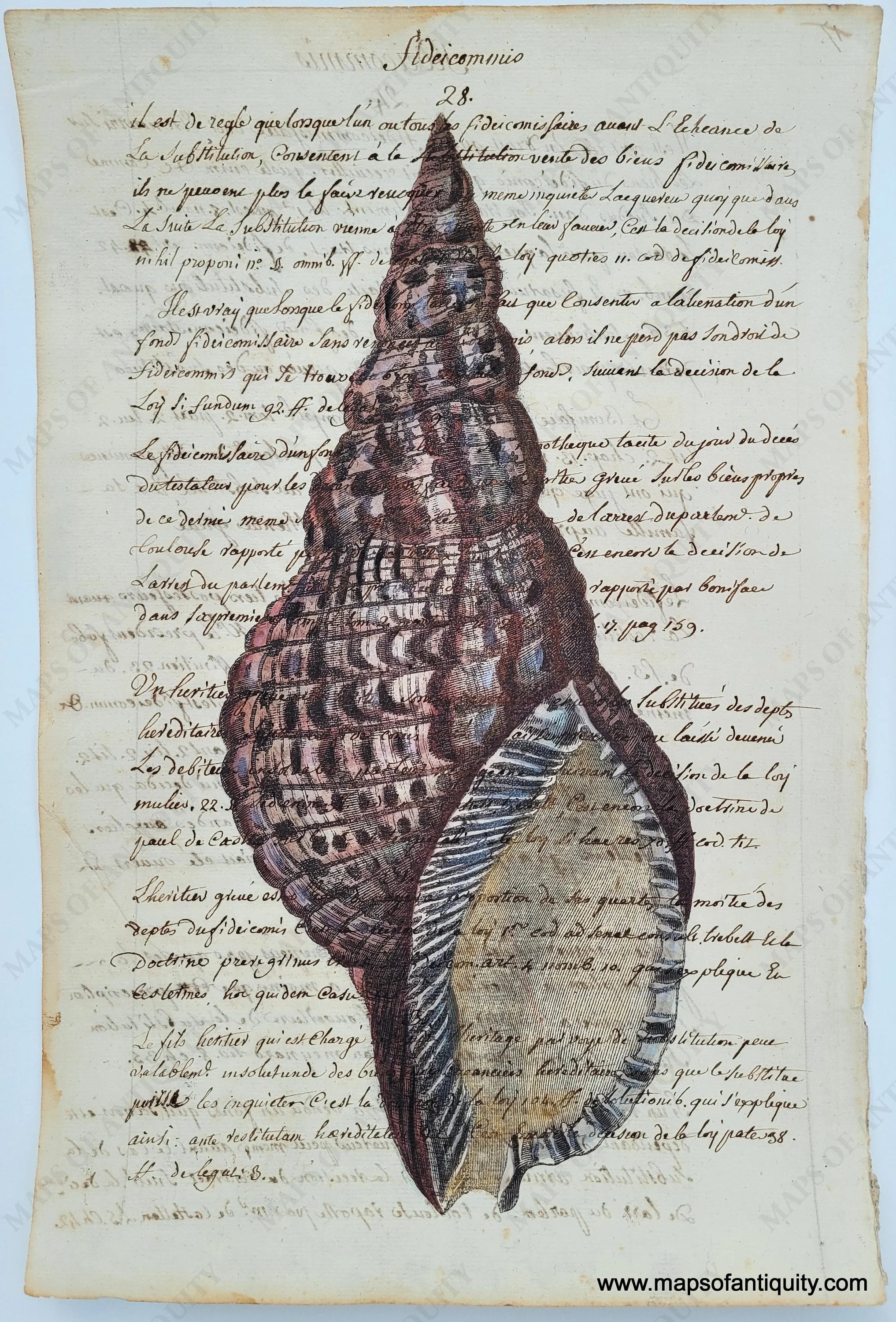 Shell Known As Map Shell Shell - Reproduction on antique paper – Maps of Antiquity