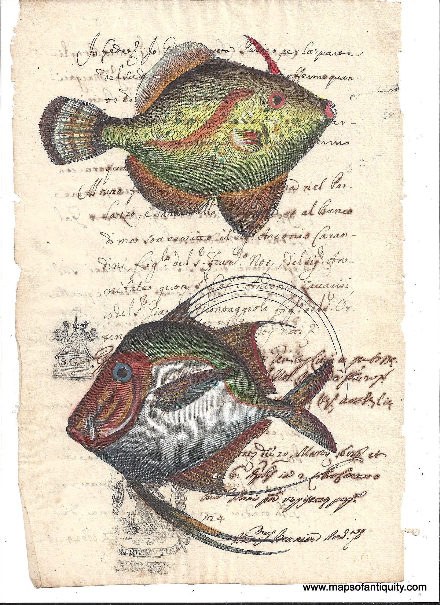 Digitally-Engraved-Specialty-Reproduction-Fish--Reproduction-on-Antique-Paper-Digitally-Engraved-Specialty-Reproductions----Maps-Of-Antiquity-1800s-19th-century