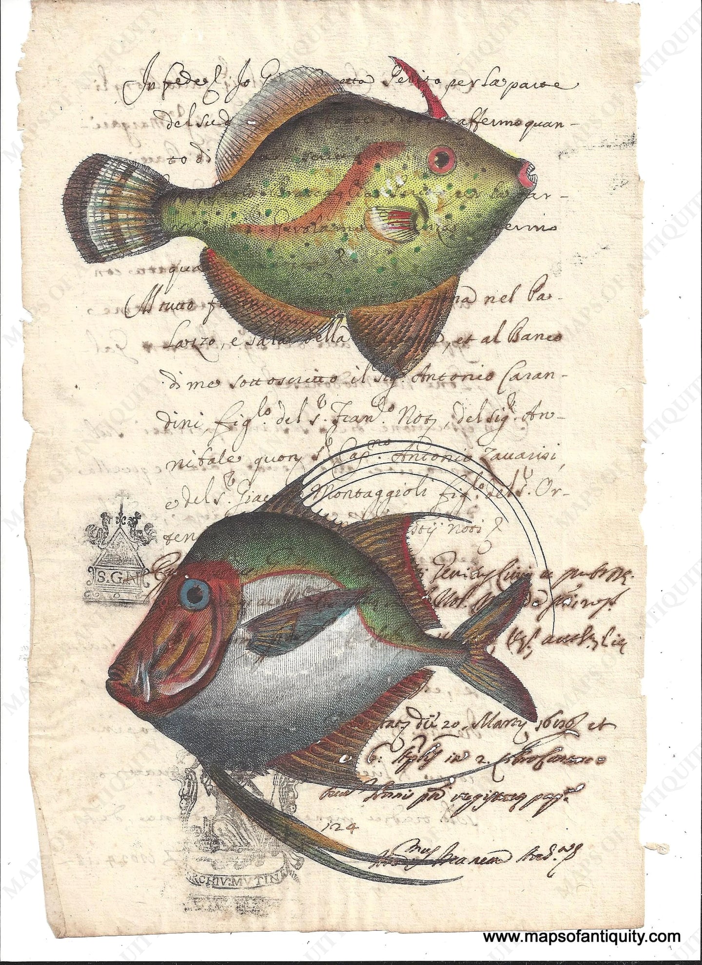 Digitally-Engraved-Specialty-Reproduction-Fish--Reproduction-on-Antique-Paper-Digitally-Engraved-Specialty-Reproductions----Maps-Of-Antiquity-1800s-19th-century