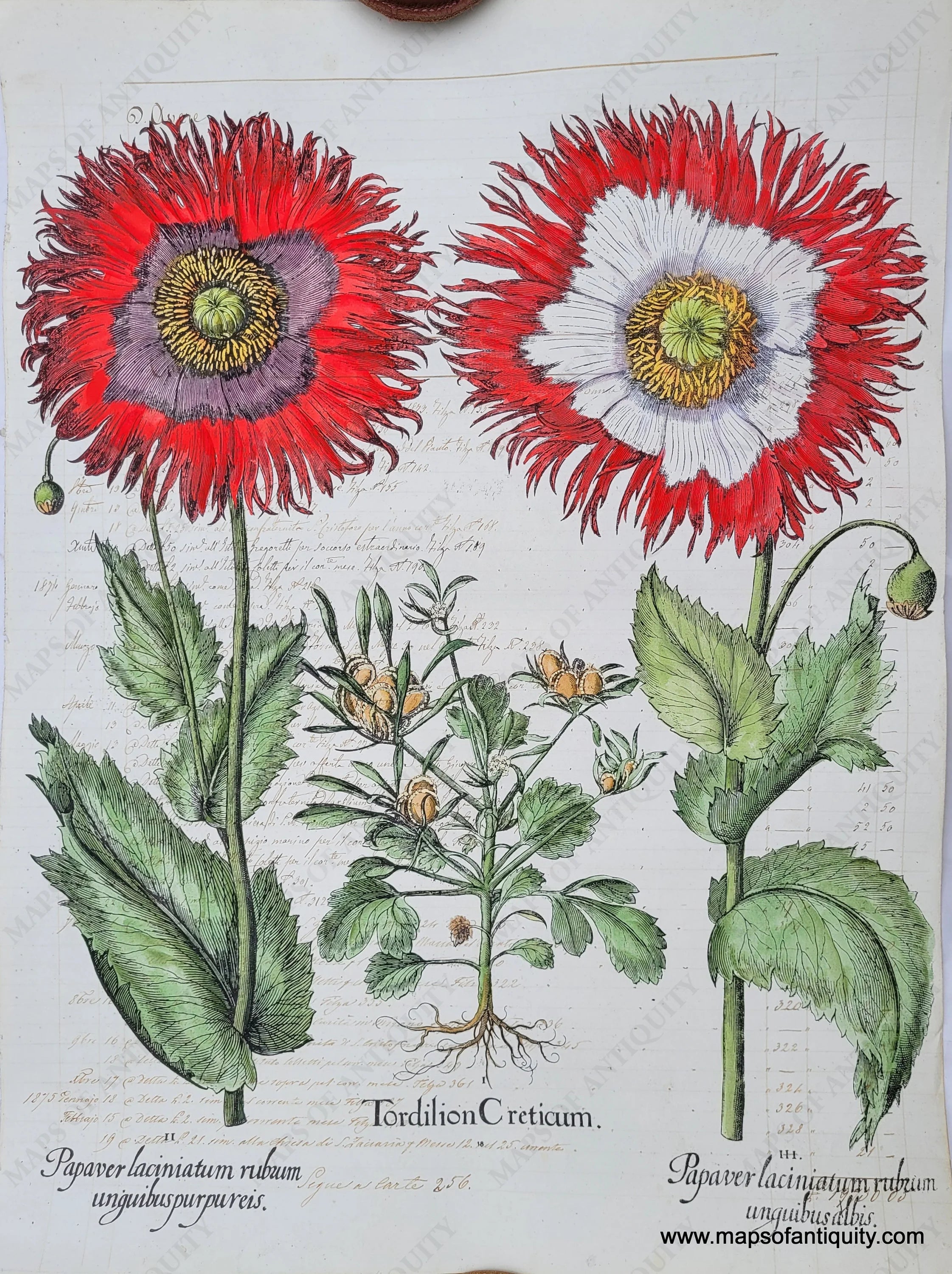 Reproduction Specialty Hand-Made Reproduction on Antique Paper Poppy ...