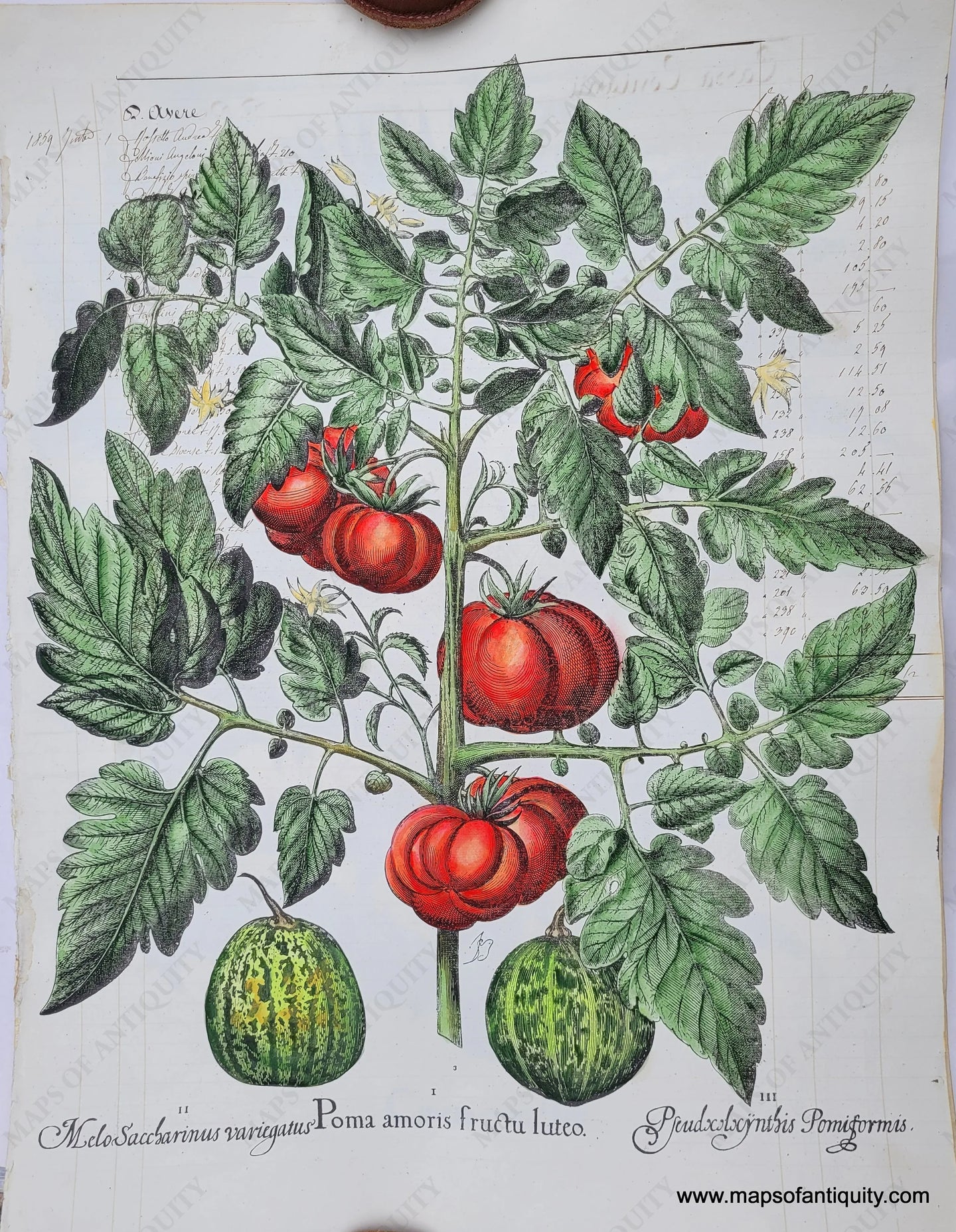 Specialty-Hand-Made-Reproduction-on-Antique-Paper-Tomato-and-melons---Poma-amoris-fructu-luteo-Reproduction--Maps-Of-Antiquity