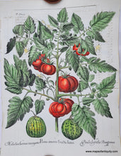 Load image into Gallery viewer, Specialty-Hand-Made-Reproduction-on-Antique-Paper-Tomato-and-melons---Poma-amoris-fructu-luteo-Reproduction--Maps-Of-Antiquity
