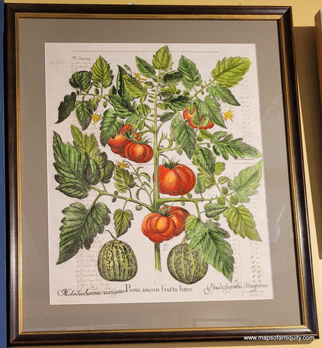 Specialty-Hand-Made-Reproduction-on-Antique-Paper-Tomato-and-melons---Poma-amoris-fructu-luteo-Reproduction--Maps-Of-Antiquity