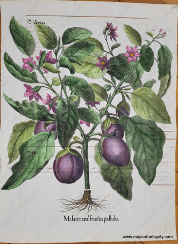 Specialty-Hand-Made-Reproduction-on-Antique-Paper-Melanzana-Fructu-Pallido-Eggplant---Reproduction-Maps-Of-Antiquity