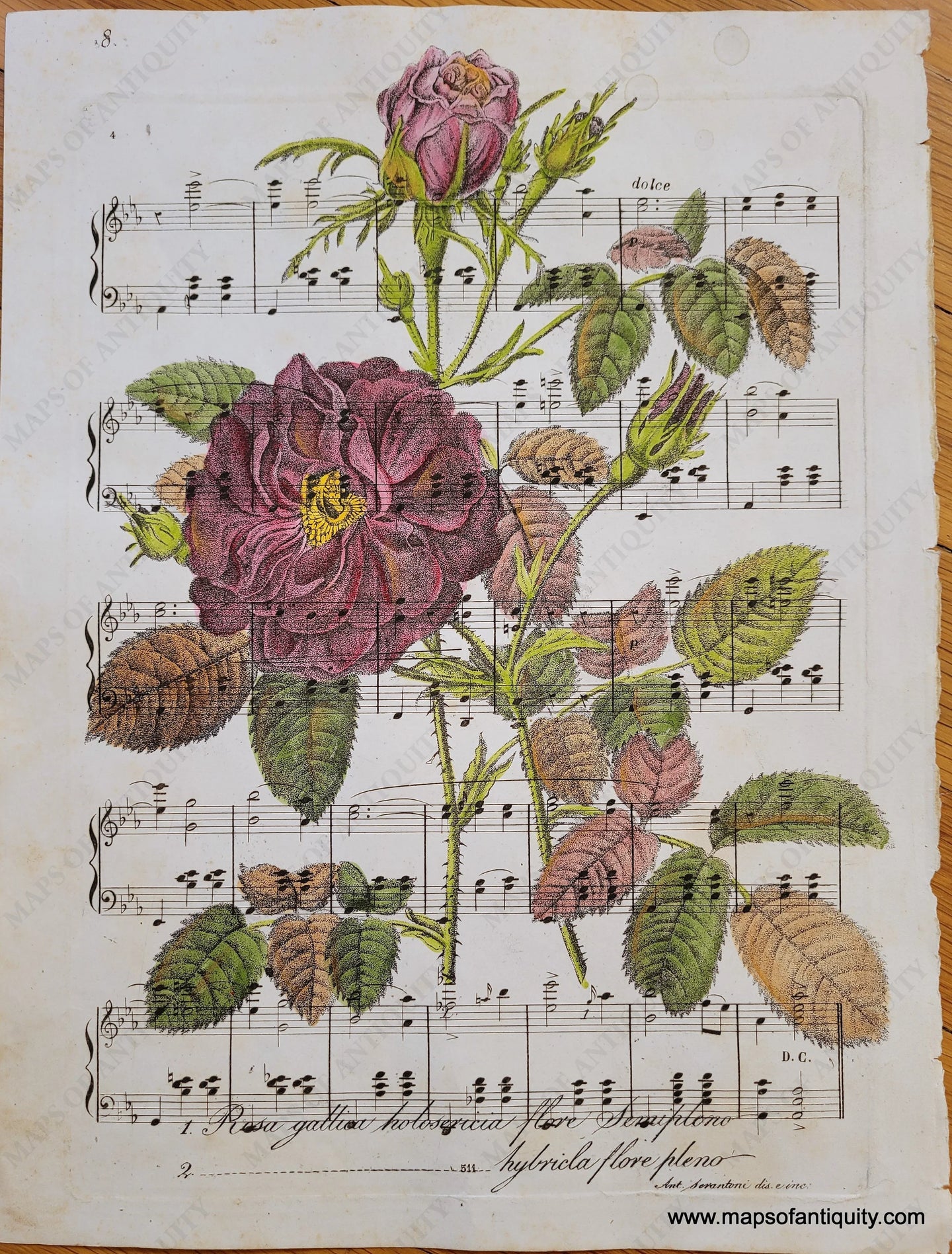 Specialty-Hand-Made-Reproduction-on-Antique-Paper-Rose-on-Sheet-Music--Reproduction-Maps-Of-Antiquity