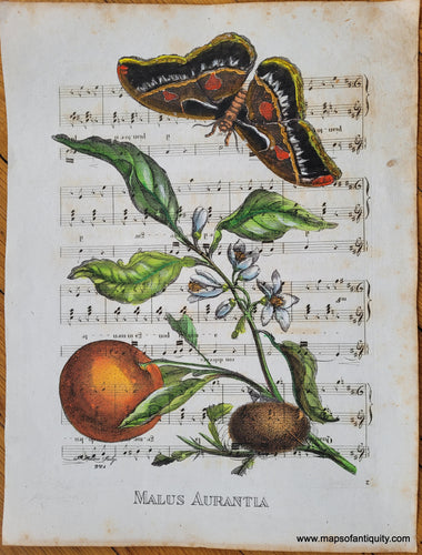 Specialty-Hand-Made-Reproduction-on-Antique-Paper-Orange-Fruit-FLower-Butterfly-on-Sheet-Music--Reproduction-Maps-Of-Antiquity