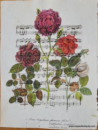 Specialty-Hand-Made-Reproduction-on-Antique-Paper-Rose-on-Sheet-Music--Reproduction-Maps-Of-Antiquity