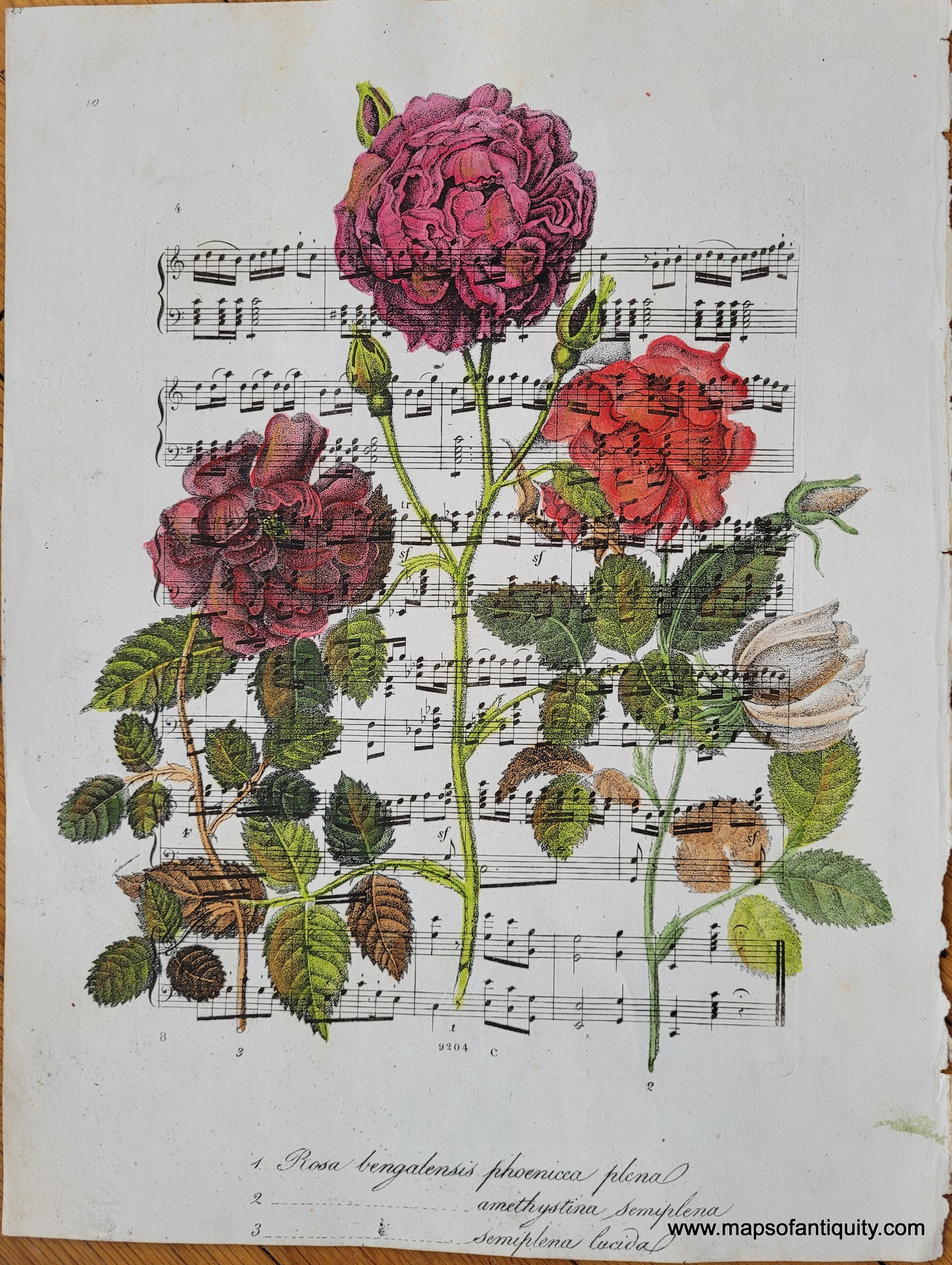 Specialty-Hand-Made-Reproduction-on-Antique-Paper-Rose-on-Sheet-Music--Reproduction-Maps-Of-Antiquity