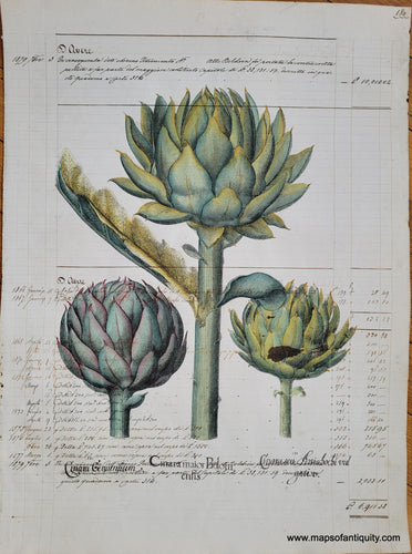 Specialty-Hand-Made-Reproduction-on-Antique-Paper-Artichokes-Cinara-maior-Boloni-Besler-Reproduction--Maps-Of-Antiquity