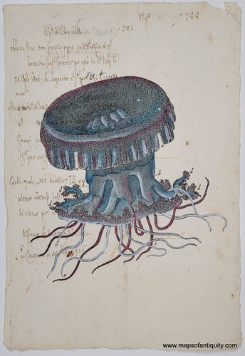 Reproduction print of a jellyfish printed on real antique paper with handwriting on it. The jellyfish is colored in blue and purple colors. 