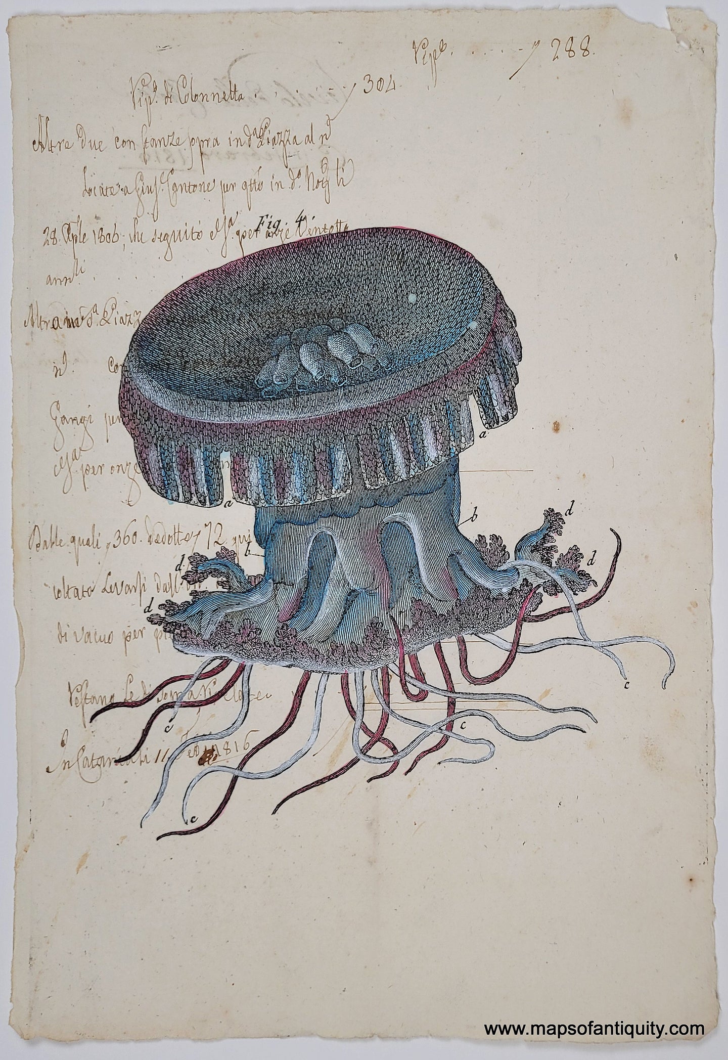 Reproduction print of a jellyfish printed on real antique paper with handwriting on it. The jellyfish is colored in blue and purple colors. 