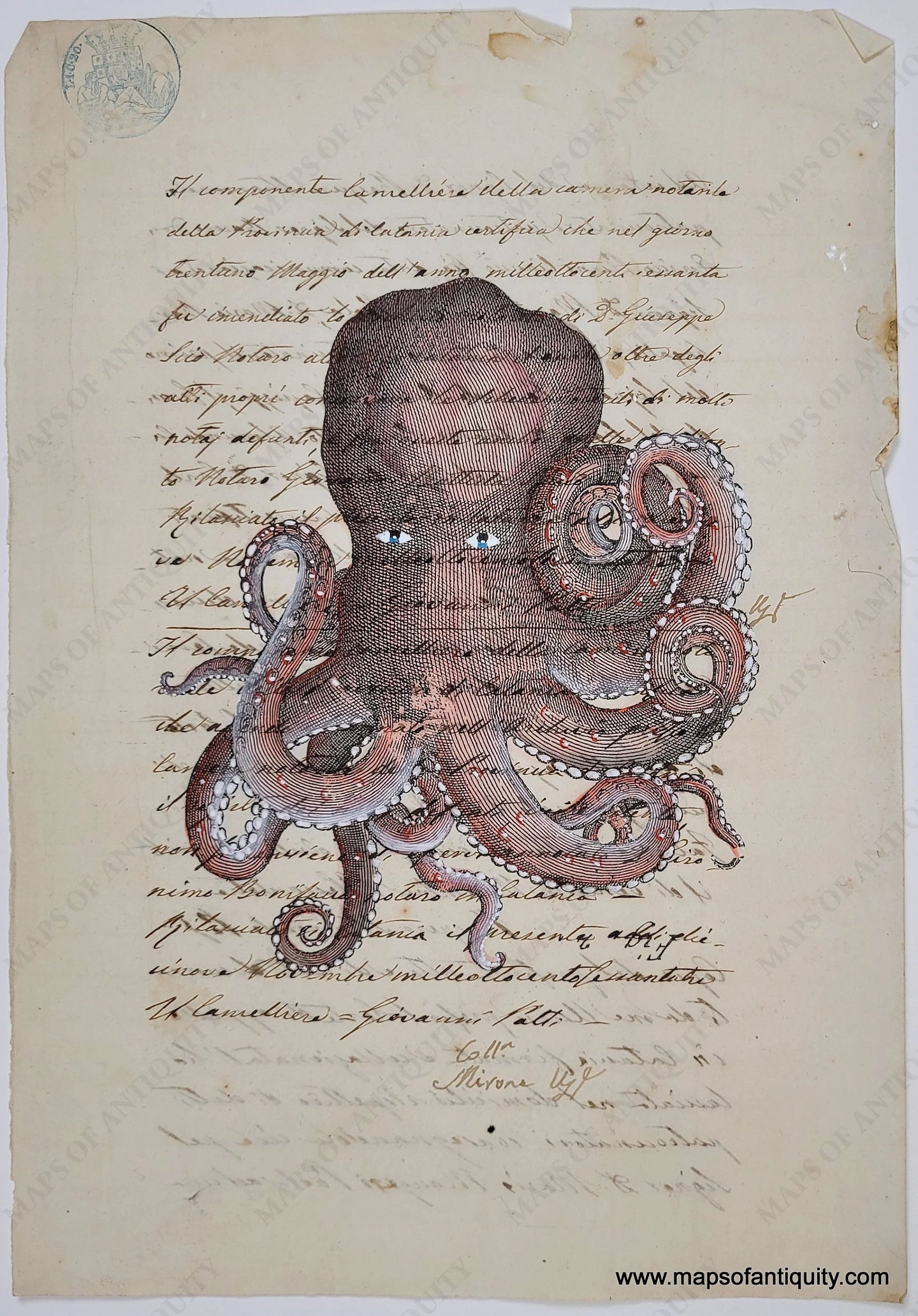 Octopus - Reproduction On Antique Paper Digitally Engraved Specialty