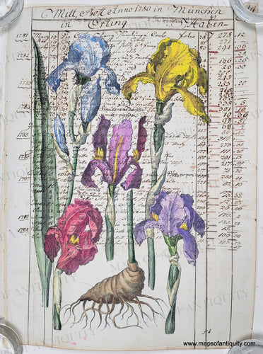 Five irises in colors of blue, yellow, red, pink, and purple with green stems and one tuber, printed on a page of antique paper with delicate script in pen in the background. Delicately hand-painted.