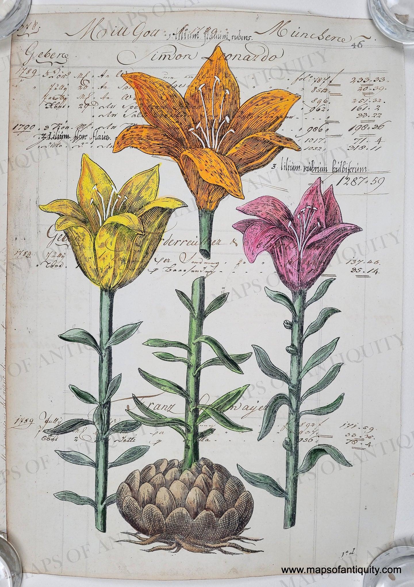 Three Lilies in colors of Yellow, orange, and pink with green stems and one tuber, printed on a page of antique paper with delicate script in pen in the background. Delicately hand-painted.