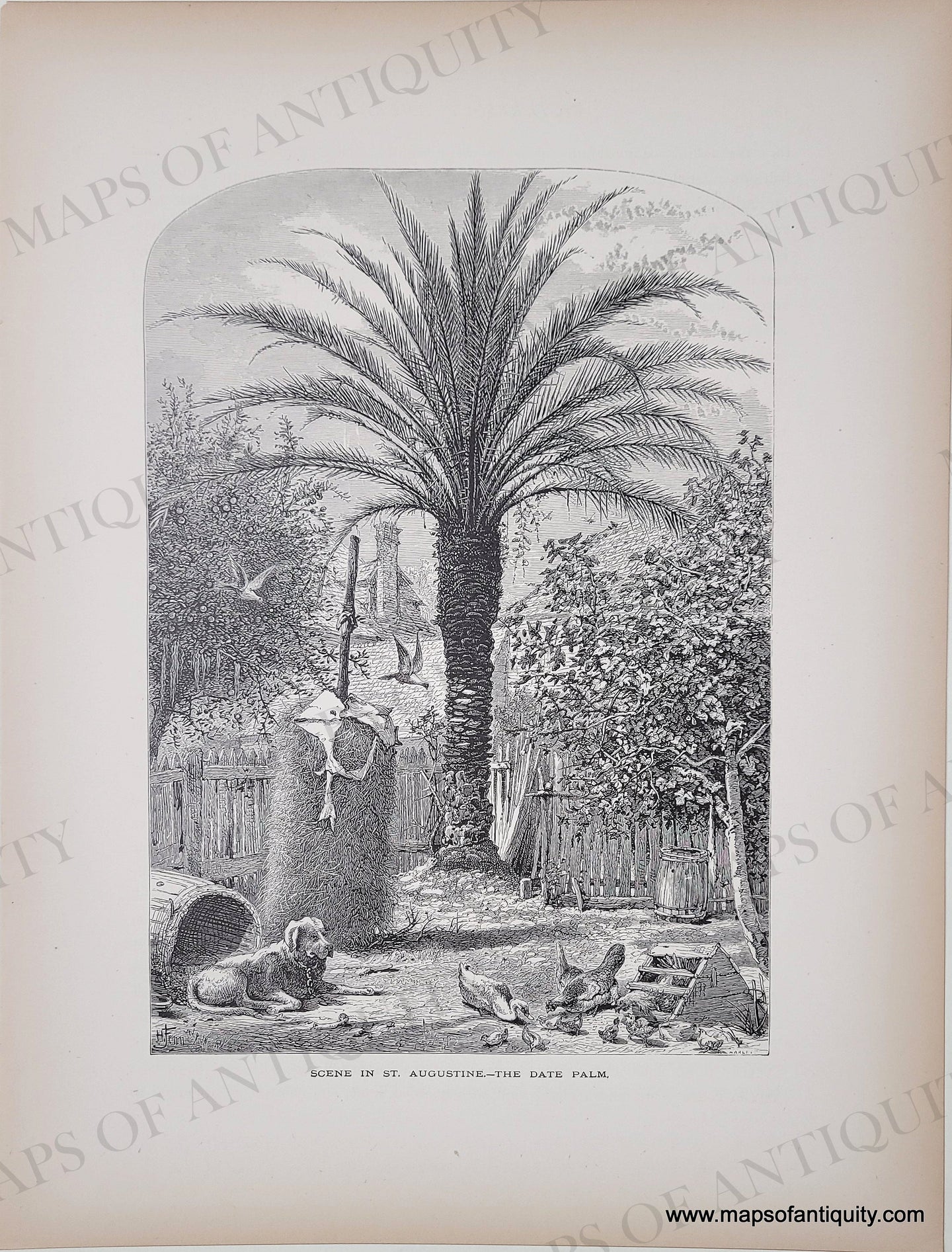 Genuine-Antique-Print-Scene-in-St-Augustine---The-Date-Palm-Florida--1872-Picturesque-America-Maps-Of-Antiquity