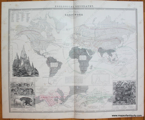 Geographical-Distribution-of-Carnivorous-Animals-Johnston-1856-Antique-Map-1850s-1800s