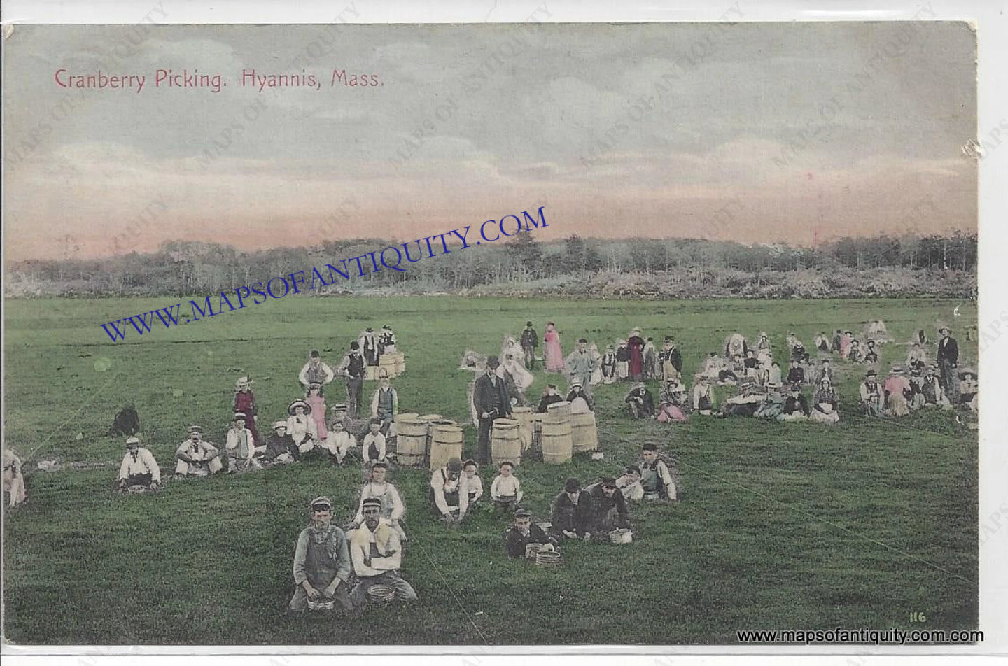 Antique-Colored-Postcard-Cranberry-Picking-Hyannis-Mass---Postcard-Postcard-Cape-Cod-and-Islands-1901-1907-C.-W.-Megathlin-Maps-Of-Antiquity