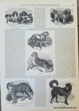 Load image into Gallery viewer, Genuine-Antique-Illustration-Print-Dog-Breeds-1854-Gleason&#39;s-Pictorial-Drawing-Room-Companion-PRN066-Maps-Of-Antiquity
