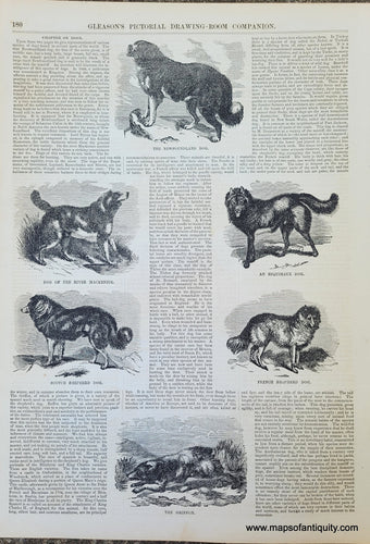 Genuine-Antique-Illustration-Print-Dog-Breeds-1854-Gleason's-Pictorial-Drawing-Room-Companion-PRN066-Maps-Of-Antiquity