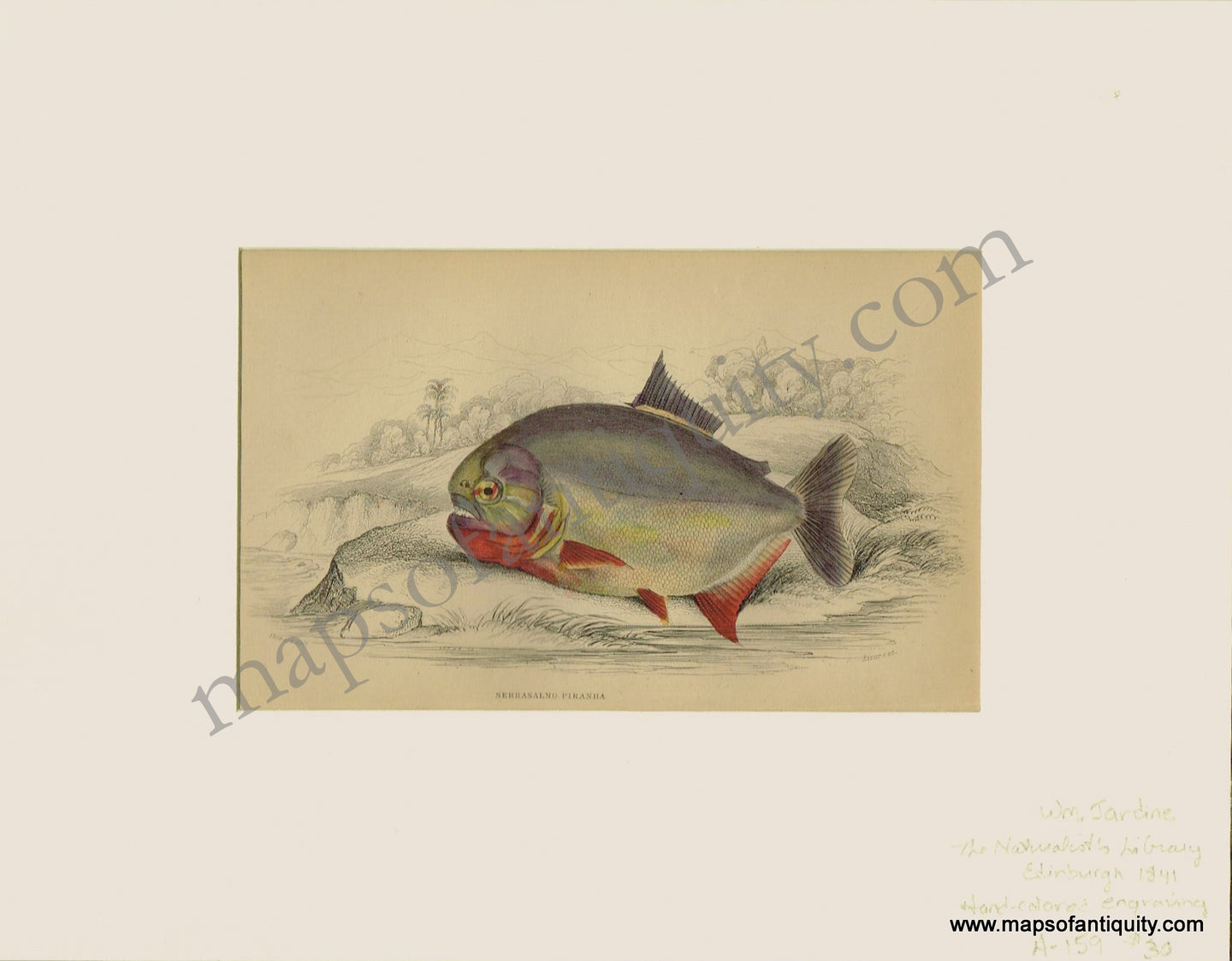 Antique-Print-Prints-Illustration-Illustrations-Engraved-Engraving-Engravings-Natural-History-Diagram-Diagrams-Marine-Fish-Fishing-Serrasalmo-Piranha-Piranhas-Sea-Aquatic-Naturalist's-Library-Jardine-1841-1840s-1800s-Early-Mid-19th-Century-Maps-of-Antiquity