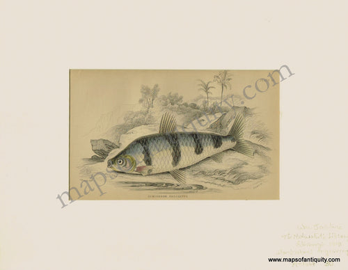 Antique-Print-Prints-Illustration-Illustrations-Engraved-Engraving-Engravings-Natural-History-Diagram-Diagrams-Marine-Fish-Fishing-Schizodon-Fasciatus-Banded-Sea-Aquatic-Naturalist's-Library-Jardine-1841-1840s-1800s-Early-Mid-19th-Century-Maps-of-Antiquity