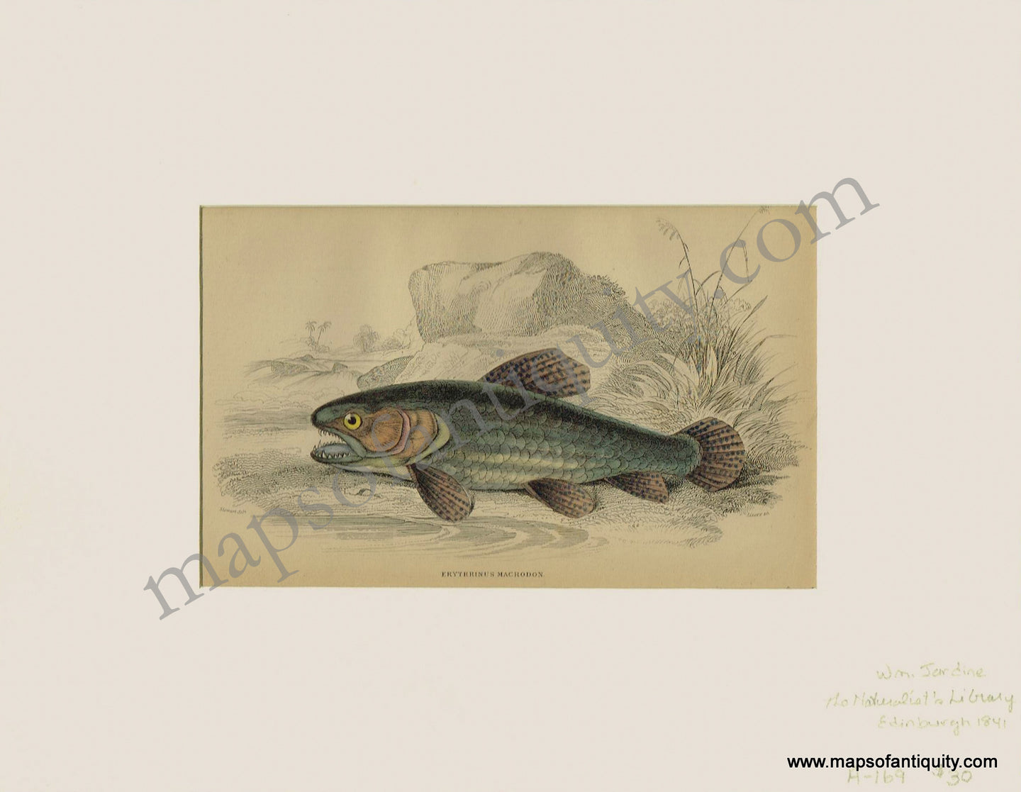 Antique-Print-Prints-Illustration-Illustrations-Engraved-Engraving-Engravings-Natural-History-Diagram-Diagrams-Marine-Fish-Fishing-Erythrinus-Macrodon-The-Haimura-Sea-Aquatic-Naturalist's-Library-Jardine-1841-1840s-1800s-Early-Mid-19th-Century-Maps-of-Antiquity