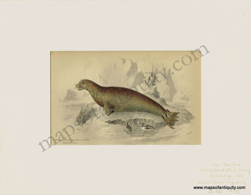 Antique-Print-Prints-Illustration-Illustrations-Engraved-Engraving-Engravings-Natural-History-Diagram-Diagrams-Phoca-Leopardina-or-Sea-Leopard-Marine-Animals-Seals-Seal-Sea-Aquatic-Animal-Naturalist's-Library-Jardine-1839-1830s-1800s-Early-Mid-19th-Century-Maps-of-Antiquity