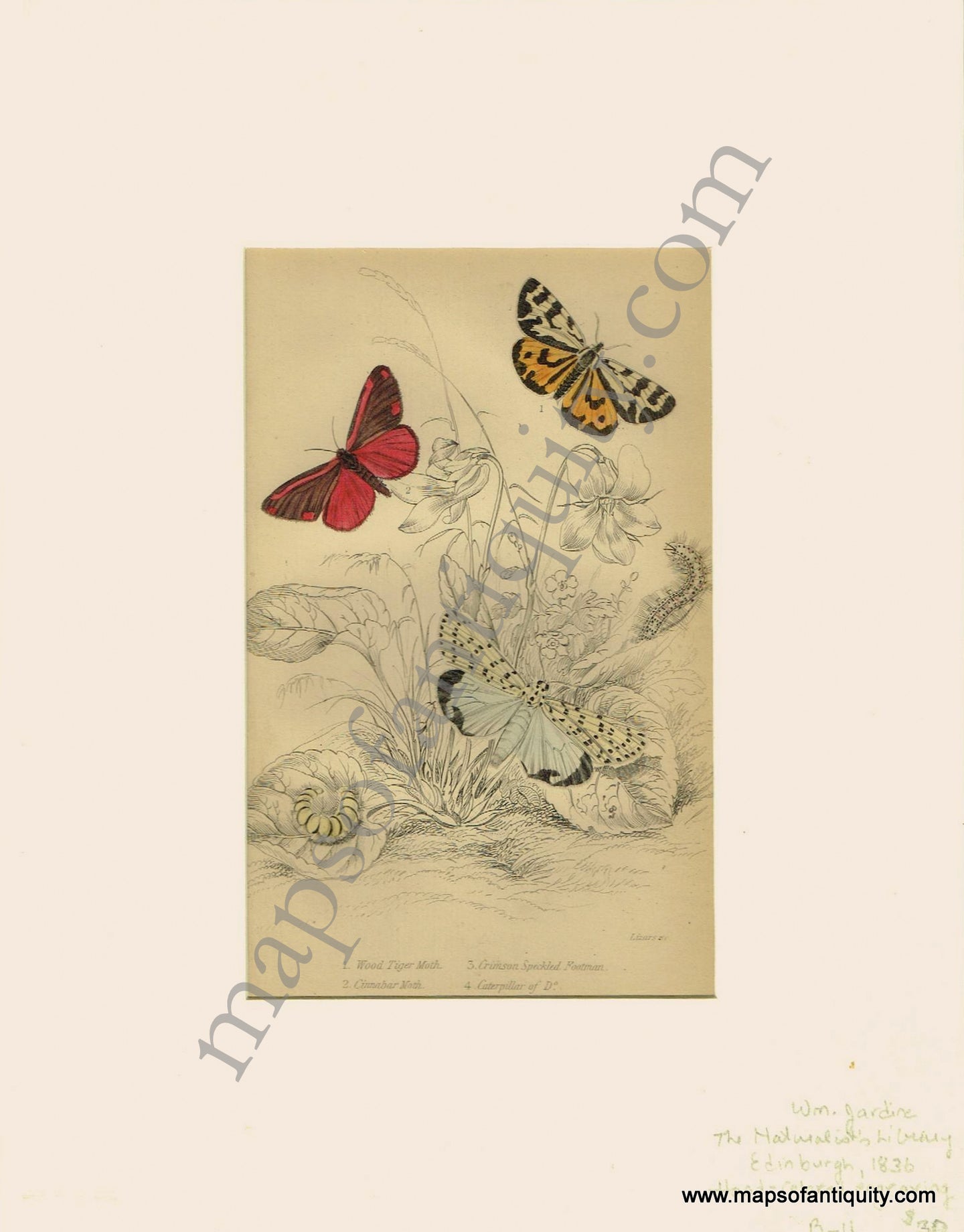 Antique-Print-Prints-Illustration-Illustrations-Engraved-Engraving-Engravings-Wood-Tiger-Moth-Crimson-Speckled-Footman-Cinnabar-Moth-Caterpillar-of-Do.-Moths-Butterfly-Butterflies-Insects-Bugs-Natural-History-Diagram-Diagrams-Naturalist's-Library-Jardine-1836-1830s-1800s-Early-Mid-19th-Century-Maps-of-Antiquity