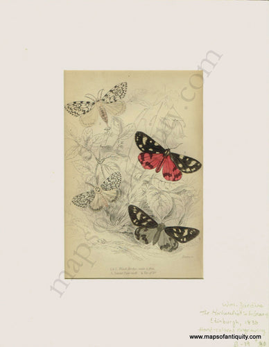 Antique-Print-Prints-Illustration-Illustrations-Engraved-Engraving-Engravings-Black-Arches-Scarlet-Tiger-Moth-Var.-of-Do.-Moths-Butterfly-Butterflies-Insects-Bugs-Natural-History-Diagram-Diagrams-Naturalist's-Library-Jardine-1836-1830s-1800s-Early-Mid-19th-Century-Maps-of-Antiquity