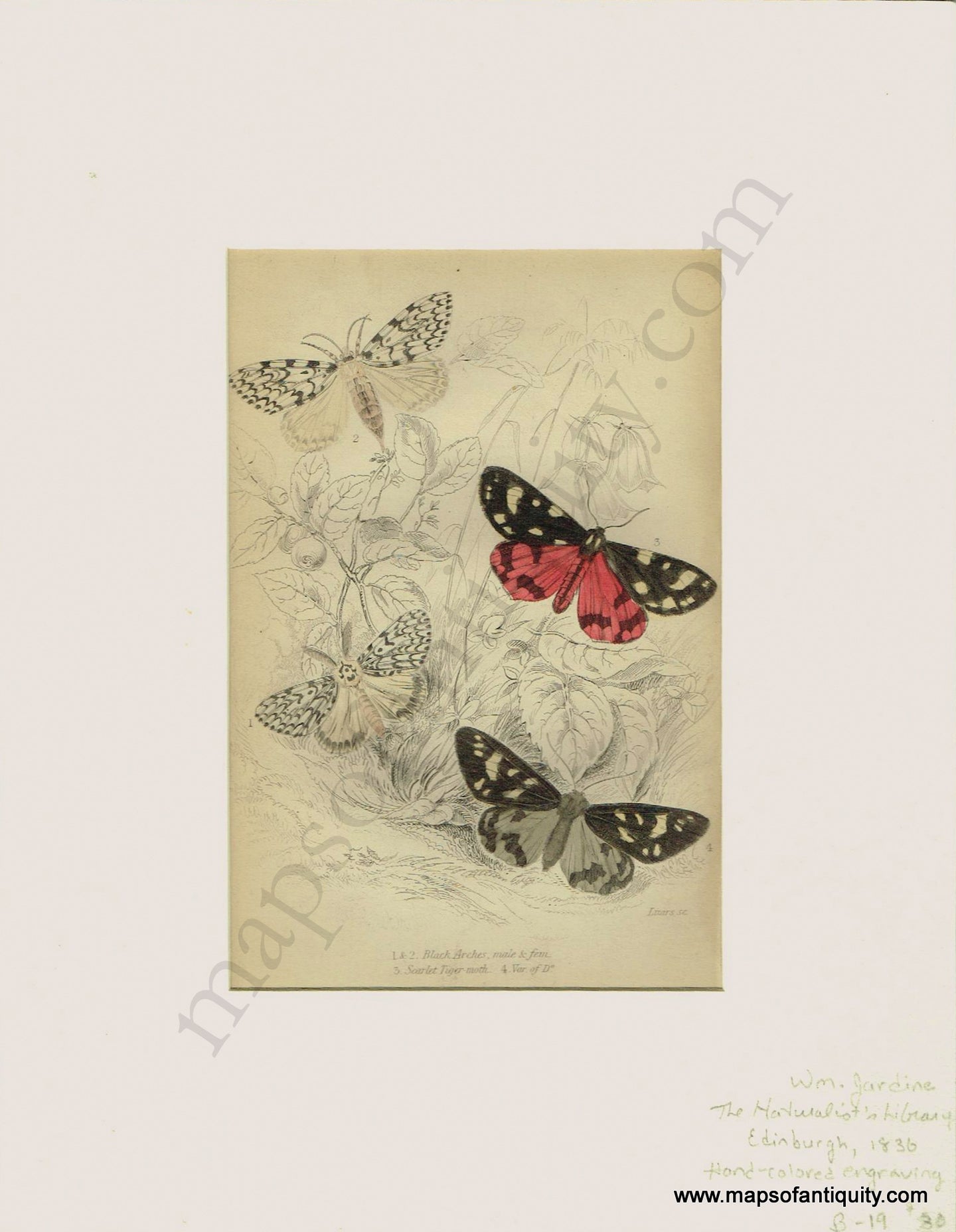 Antique-Print-Prints-Illustration-Illustrations-Engraved-Engraving-Engravings-Black-Arches-Scarlet-Tiger-Moth-Var.-of-Do.-Moths-Butterfly-Butterflies-Insects-Bugs-Natural-History-Diagram-Diagrams-Naturalist's-Library-Jardine-1836-1830s-1800s-Early-Mid-19th-Century-Maps-of-Antiquity
