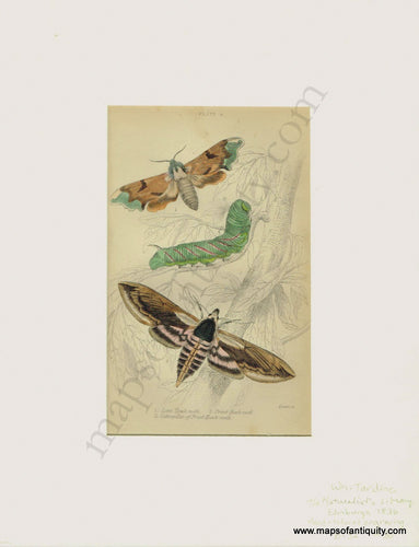 Antique-Print-Prints-Illustration-Illustrations-Engraved-Engraving-Engravings-Lime-Hawk-Moth-Privet-Hawk-Moth-Caterpillar-of-Privet-Hawkmoth-Moths-Butterfly-Butterflies-Insects-Bugs-Natural-History-Diagram-Diagrams-Naturalist's-Library-Jardine-1836-1830s-1800s-Early-Mid-19th-Century-Maps-of-Antiquity