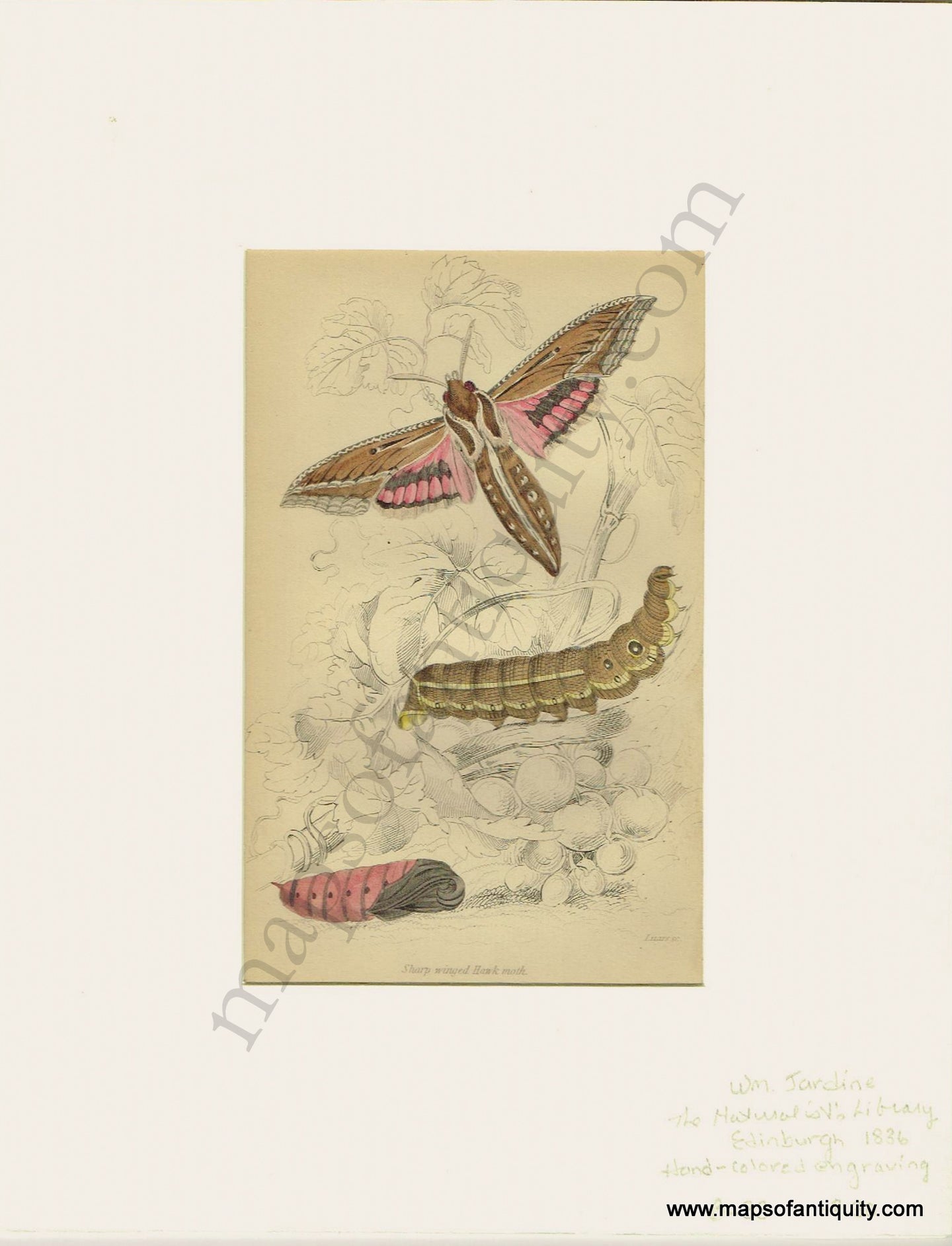 Antique-Print-Prints-Illustration-Illustrations-Engraved-Engraving-Engravings-Sharp-Winged-Hawk-Moth-Moths-Butterfly-Butterflies-Insects-Bugs-Natural-History-Diagram-Diagrams-Naturalist's-Library-Jardine-1836-1830s-1800s-Early-Mid-19th-Century-Maps-of-Antiquity