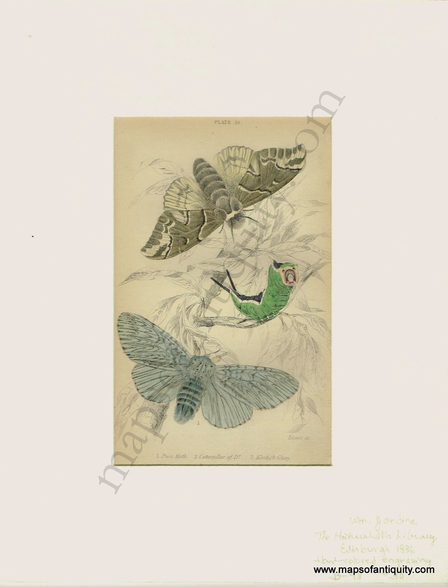 Antique-Print-Prints-Illustration-Illustrations-Engraved-Engraving-Engravings-Puss-Moth-Caterpillar-of-Do.-Kentish-Glory-Moth-Moths-Butterfly-Butterflies-Insects-Bugs-Natural-History-Diagram-Diagrams-Naturalist's-Library-Jardine-1836-1830s-1800s-Early-Mid-19th-Century-Maps-of-Antiquity