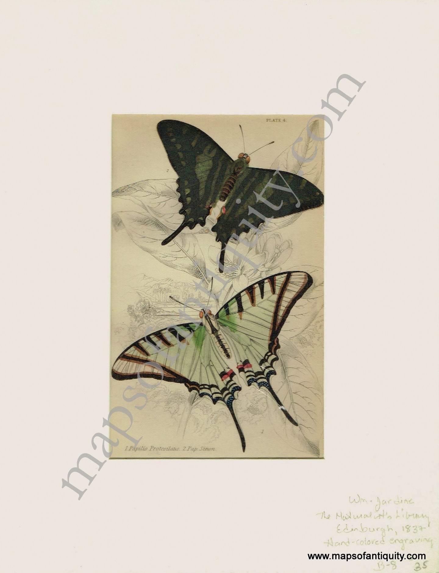 Antique-Print-Prints-Illustration-Illustrations-Engraved-Engraving-Engravings-Papilio-Protesilaus-Pap-Sinon-Butterfly-Butterflies-Insects-Bugs-Natural-History-Diagram-Diagrams-Naturalist's-Library-Jardine-1837-1830s-1800s-Early-Mid-19th-Century-Maps-of-Antiquity