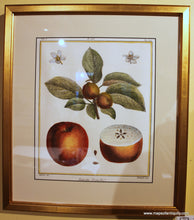 Load image into Gallery viewer, Reproduction Pear and Apple Prints - Framed
